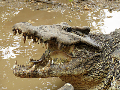 selective focus photography of alligator on mud thumbnail