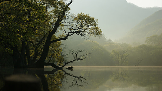 large tree on body of water near mountains under gray sky at daytime thumbnail