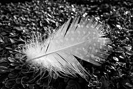 grayscale photo of white feather on surface thumbnail