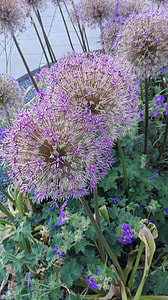 Decorative Garlic, Flower thumbnail