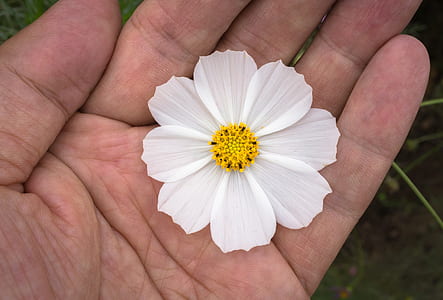 white cosmos flower on person's hand thumbnail