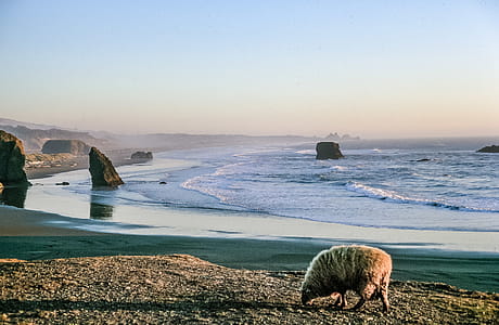 Sheep at the shore as sunset over an ocean thumbnail