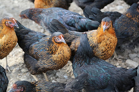 flock of black and brown chicken standing on rocks thumbnail
