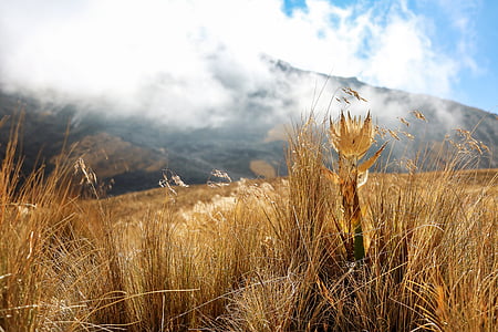 brown dried plants under cloudy sky at daytime thumbnail