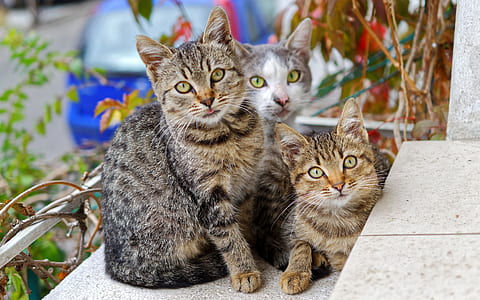 Photo of Three Cats thumbnail