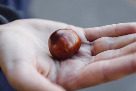 Chestnut on a palm thumbnail