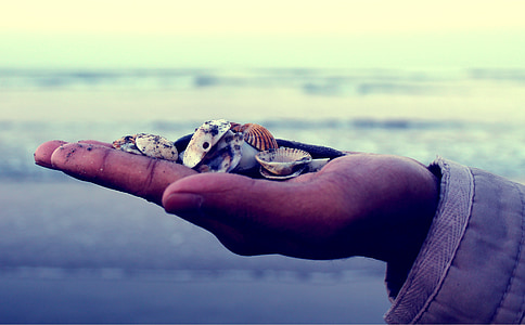 seashells on person's palm thumbnail