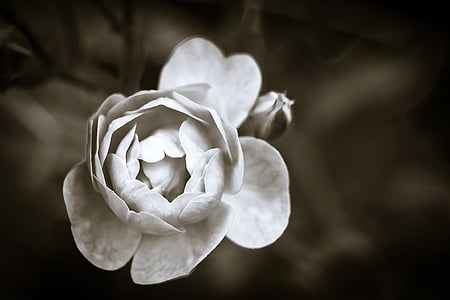 white flower closeup sepia photography thumbnail