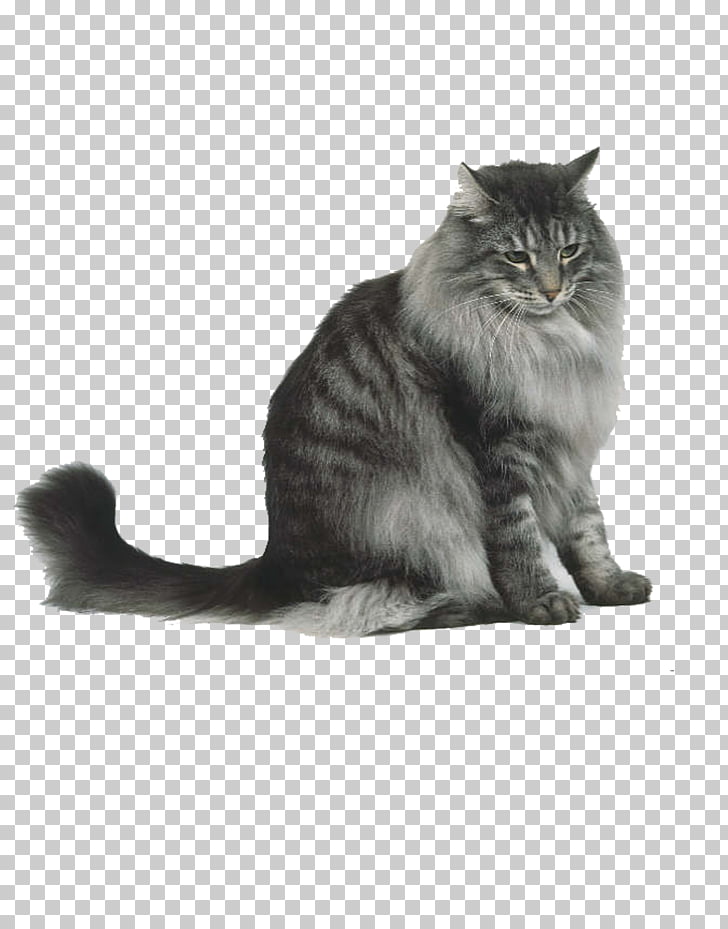 Persian Cat Minuet Cat Maine Coon Munchkin Cat Kitten Cute White