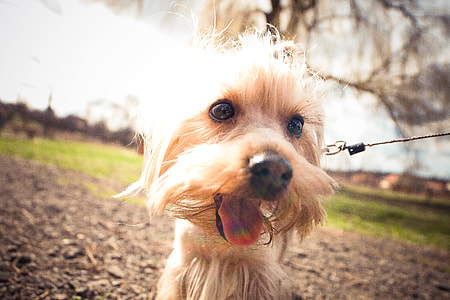 Just a Happy Yorkshire! thumbnail