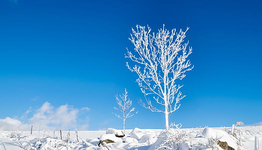 white bare tree on snow field thumbnail