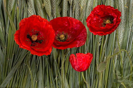 four red poppy flowers thumbnail