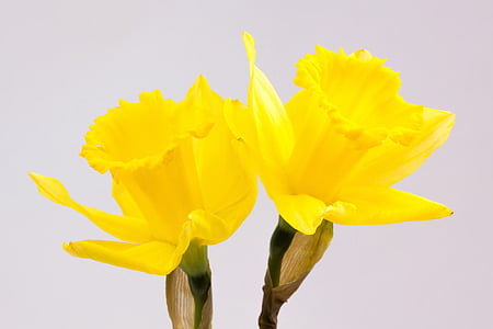 two yellow petaled flowers photography thumbnail