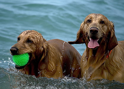 two adult golden retriever on body of water thumbnail
