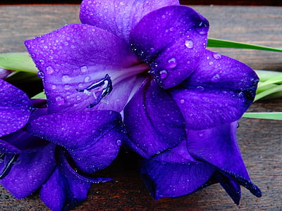 purple petaled flowers thumbnail