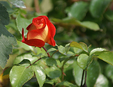 red rose bloom thumbnail