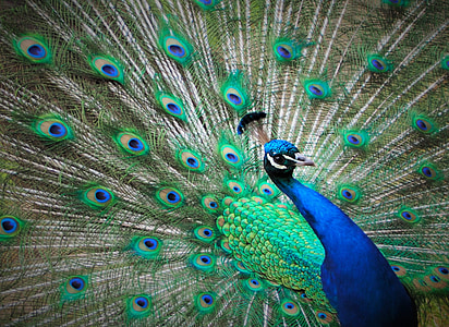 peacock digital wallpaper thumbnail