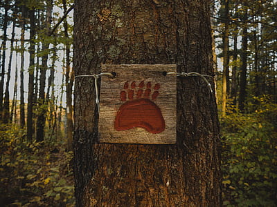 brown and red bear paw tree signage thumbnail