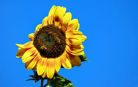 two honey bees collecting nectar from common sunflower thumbnail