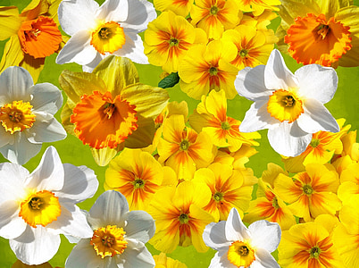 white and yellow petaled flowers thumbnail