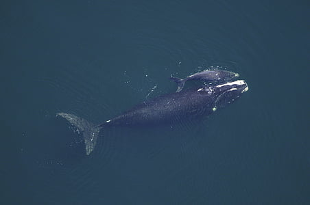 aerial photo of black whale thumbnail
