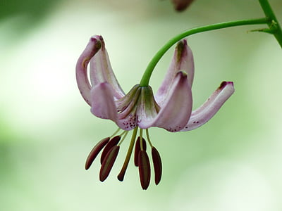 pink moth orchid thumbnail
