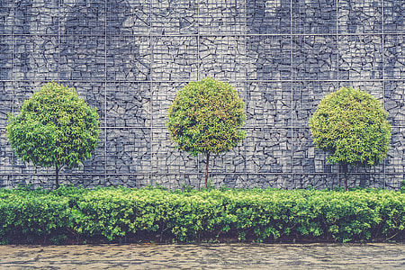 leafed trees in front of gray wall thumbnail
