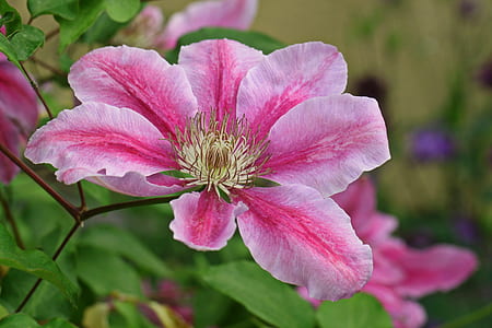 pink Clematis flower macro photography thumbnail