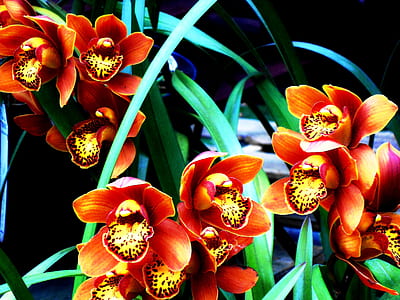 orange flowers thumbnail