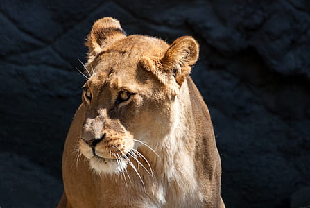 adult lioness thumbnail