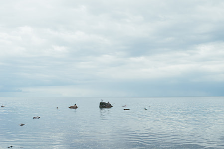 Seascape with stones and cormorants thumbnail