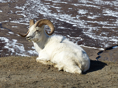 Ram in Denali National Park, Alaska thumbnail