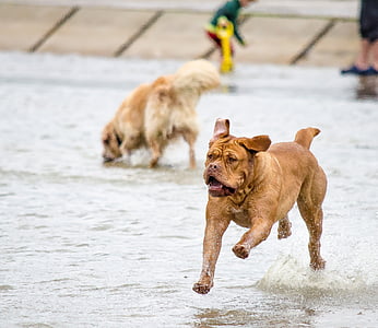 adult brown pit bull running at daytime thumbnail