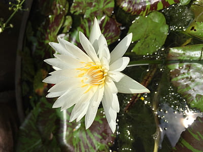 white water lily thumbnail