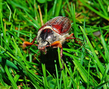 closeup photo of brown June beetle on grass at daytime thumbnail