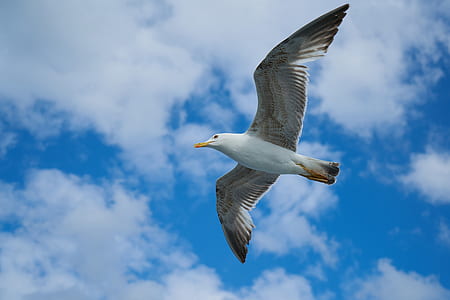 white bird flying thumbnail