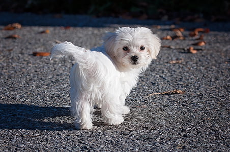 close-up photo of medium-coat white dog thumbnail