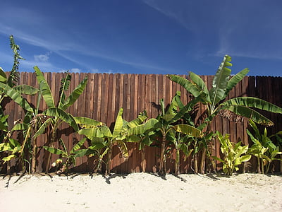 bunch of trees against brown wooden fence thumbnail