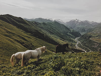 three white and black horse walk on grass near mountain thumbnail