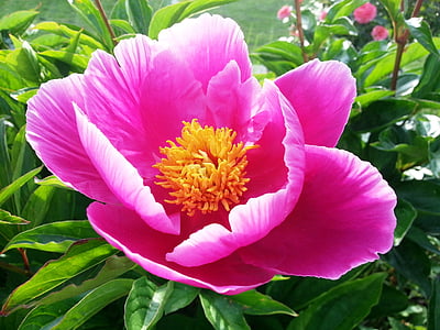 pink flowers with green leaves thumbnail