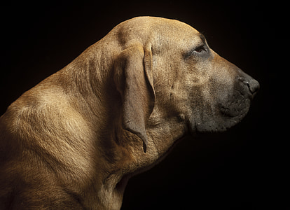 short-coated brown dog thumbnail