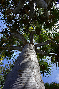 Tree, Canary Island Dragon Tree thumbnail