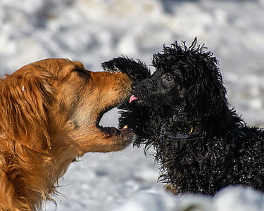 selective focus photography of adult golden retriever with mouth open towards an adult black Poodle thumbnail