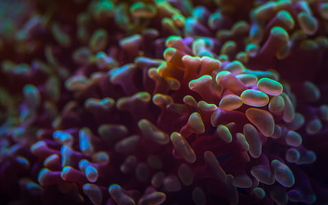Pink and Yellow Reefs thumbnail