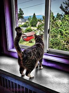 silver tabby cat near window pane thumbnail
