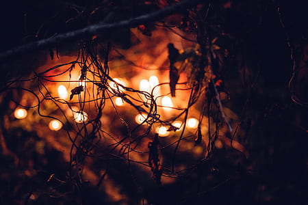 shallow focus photography of string lights thumbnail