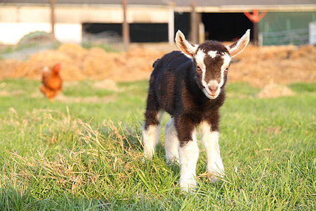 close-up photo of black and white goat kid standing on green grass thumbnail