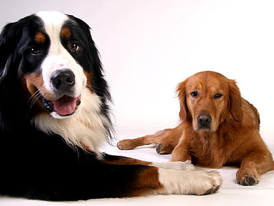 Collie and golden retriever dogs thumbnail