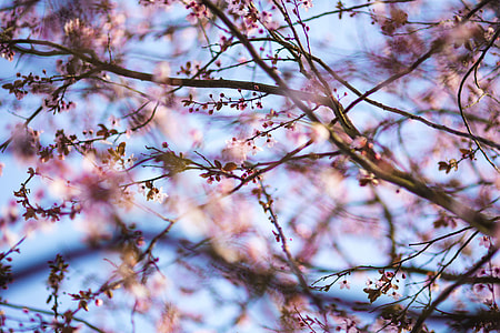 Pink spring flowers thumbnail