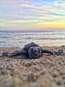selective focus photography of turtle hatchling thumbnail